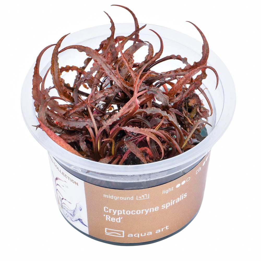Cryptocoryne spiralis 'Red' In Vitro Kubek.jpg